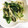 flower♫'s cooksnap of when they made もやしとほうれん草の辛子和え.