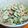 ｶｯﾊﾟ。's cooksnap of when they made 簡単5分☆きゅうりとちくわのマヨ胡麻和え.