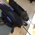 おうちごはん☆'s cooksnap of when they made 簡単★ガスコンロで直火焼き茄子★.