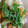 クックDGCUL9☆'s cooksnap of when they made 豚肉の大根おろしかけ♪簡単.