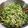 えつおくん's cooksnap of when they made 豆苗ときゅうりとツナのサラダ.