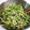 えつおくん's cooksnap of when they made 豆苗ときゅうりとツナのサラダ.