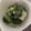ma___111's cooksnap of when they made 冷凍イカのさっぱりネギ塩だれ和え.