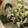 モーリシャス丼's cooksnap of when they made ゴーヤと味付けさば缶でサラダ.