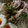 Cook♪Tacos's cooksnap of when they made 簡単 ♪ さっぱり おろし梅の豚そうめん.