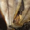 クックDM45FA☆'s cooksnap of when they made 魚の煮付け（今回はカレイ）.
