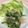 クックB2NGBI☆'s cooksnap of when they made ☆ゴーヤーと新玉ねぎのツナポン和え☆.