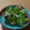 Turquoise_'s cooksnap of when they made きゅうりとサバ缶の和え物.