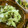 低カロ探検隊's cooksnap of when they made おばけきゅうりとごま昆布の和え物.