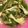 ＊にょにょん＊'s cooksnap of when they made めかぶと舞茸の酢の物.