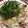 クック1DRMF1☆'s cooksnap of when they made 夏バテ解消！豚冷しゃぶ☆薬味おろしぽん酢.