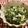 ☆Rokko☆'s cooksnap of when they made 塩酒粕漬けほろ酔い豆腐で♪ニラの白和え.