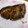 単！！'s cooksnap of when they made 鰤の和風オイル漬け.
