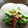 ちゅーりっぷママ☆'s cooksnap of when they made ゴーヤーと玉ねぎの酢の物.