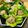 haribogb's cooksnap of when they made ヘルシーなサラダ菜しゅうまい♪.