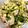 クックTSILSL☆'s cooksnap of when they made 豆苗とハムの煎り玉子.