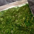 いぬころん's cooksnap of when they made モロヘイヤの冷凍.