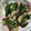 クックJHN36P☆'s cooksnap of when they made 簡単おくらとベーコンの和風炒め.