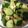 クックVDIUNF☆'s cooksnap of when they made キュウリかおくら　ツナ缶で簡単おつまみ.