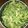Cicelyseri's cooksnap of when they made 乾燥バジルの作り方～♪.