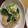 ルルルるか☆'s cooksnap of when they made 簡単☆切り干し大根と小松菜のわさび和え.