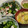 みゆwaco 's cooksnap of when they made ワカメときゅうりとタコの酢の物☆三杯酢★.