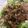 Cook♪Tacos's cooksnap of when they made 鶏もも肉簡単てりやき♪ネギ生姜醤油ソース.