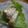 たっしぽん's cooksnap of when they made 簡単！おいしい！豚肉の酒粕味噌漬け♪.
