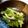 フジぽん's cooksnap of when they made 液みそで、わけぎのぬた.