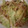 通りすがりのおやぢ's cooksnap of when they made キムチの素で豚キムチ風野菜炒め.