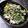 ♪きっとんとん♪'s cooksnap of when they made つるむらさきと干物の胡麻マヨ和え.