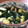 まめ's cooksnap of when they made キュウリ中華漬け　材料簡単　作り置き.