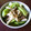 つよまり's cooksnap of when they made きのこの浅漬け.
