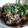 ふぁんたにゃん's cooksnap of when they made 納豆とつるむらさきのネバネバ丼.