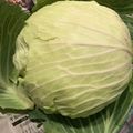 マイカレン's cooksnap of when they made ＊長持ち＊キャベツの長期保存方法.
