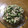 ☆しづ姉☆'s cooksnap of when they made 山形のダシ オクラときゅうりで簡単に☆.
