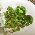 ジョングレ's cooksnap of when they made ピーマンのおかか炒め.