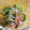 alice218's cooksnap of when they made お家居酒屋のつきだし・鱧の皮の三杯酢♪.