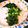 ぐりtoぐら's cooksnap of when they made モロヘイヤで冷やしトロソバ.