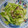 ゆさ1310's cooksnap of when they made さっと作れる！キャベツとタコの塩昆布和え.