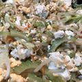 乃亜ちゃん's cooksnap of when they made 簡単♪和風ゴーヤチャンプルー.