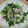 がるぼん。's cooksnap of when they made つるむらさきと玉ねぎのベーコン炒め.