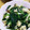 ♪YOKO's cooksnap of when they made ささみ・きのこ・ほうれん草の味噌マヨ炒め.