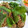 はまゆっき's cooksnap of when they made れんこんと大葉の和風だしハンバーグ.