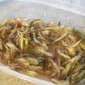 フミえもん526's cooksnap of when they made ミョウガの甘酢漬け.