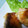 モソハルゼ's cooksnap of when they made サワラのたらこマヨ焼き.
