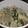 コハク☆。・'s cooksnap of when they made ☆大葉とミョウガとしらすの混ぜ込みご飯☆.