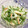 フジぽん's cooksnap of when they made れんこんと水菜の粒マスタード和え.