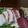 ダイナマイト漆黒's cooksnap of when they made たこのお刺身はゆず醤油で♡.