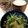 ユルゲン's cooksnap of when they made かいわれとツナの簡単サラダ.